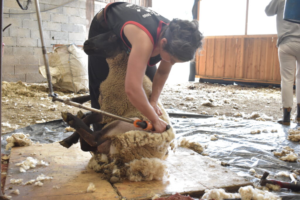 tonte d'un mouton