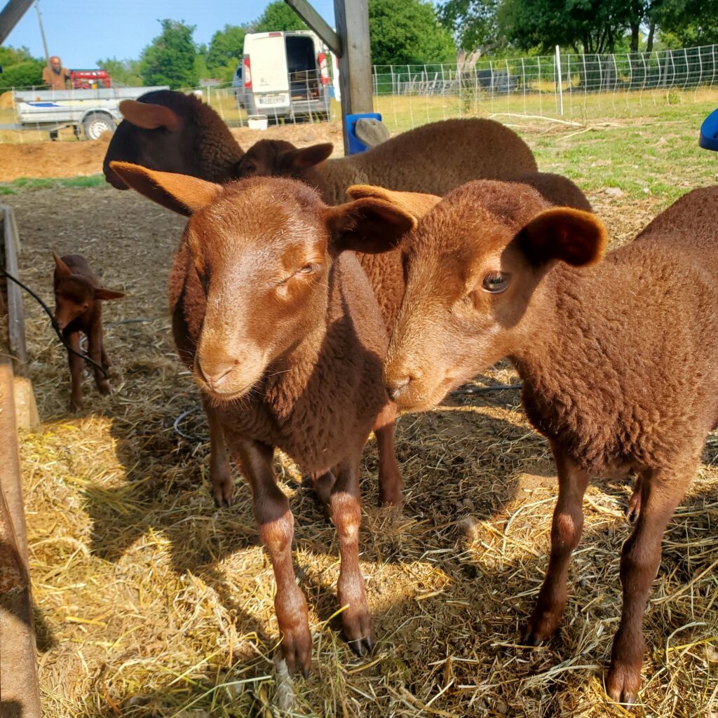 agneau de race solognote à Aubigny-sur-Nère