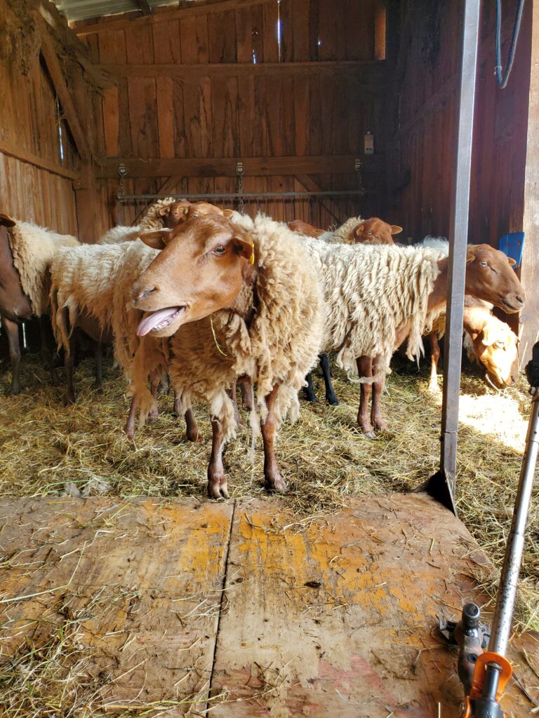 brebis de race solognote élévée à Aubigny-sur-Nère