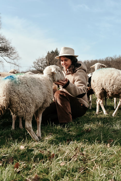 récolte de la laine