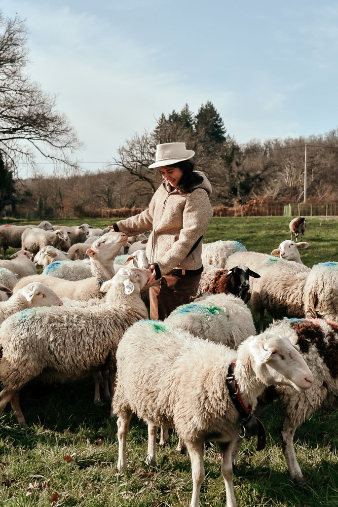 récolte de la laine